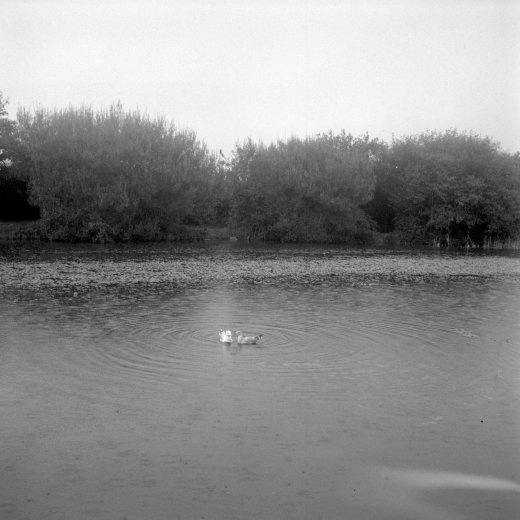 Gulls on the lake