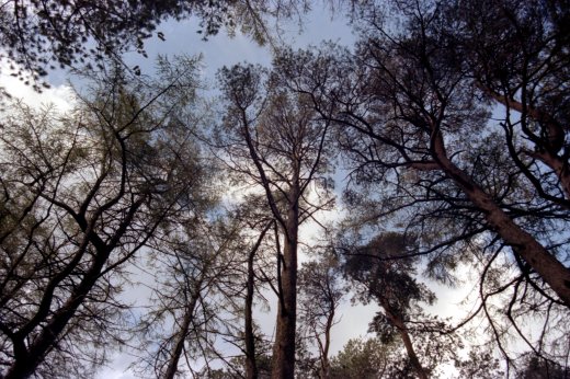 Ogwen Trees