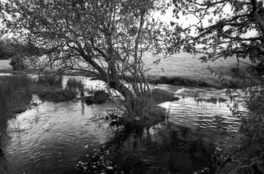 Island in the stream